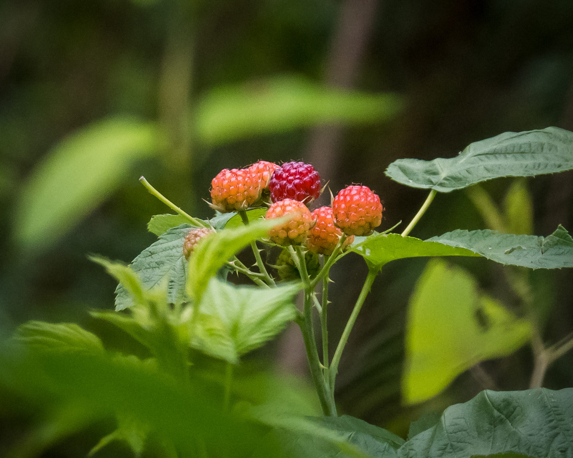 Rubus occidentalis